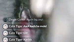 Desi cute chamet girl – (74)