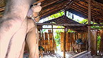 Hot Poor girl in field .government school girl after school changing her cloth. suddenly step brother was come inside