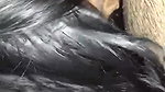 Sexy Desi Bahbhi Give  Blowjob