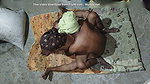 Indian Desi Bhabhi Sex videos xxx videos bhabhi indian