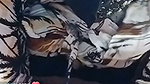 Ti live video collection 2026- (122)