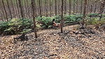 Wife fucks stranger in the woods