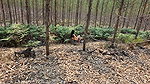 Wife fucks stranger in the woods