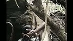 Lovers Fucking Jungle me mangal 2