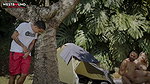 Annie Marin Enjoys Outdoor Camping Threesome with Dani and Phillip