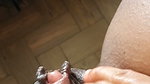 Enjoy my stronking big clit