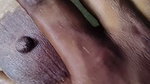 Indian desi couple boobs sucking husband in bed Desi style