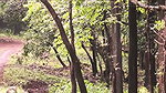 Jungle Nude, Masturbate, Squirt