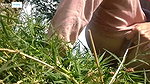 Compilation of outdoor urination