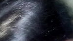 Desi Bhabhi Horny n sucking Driver video-2
