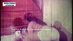 Bangla Hot 137 (2)