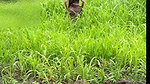 The desi daughter-in-law of the village is taking off her clothes in the millet field and showing her finger in her pussy to her father-in-law