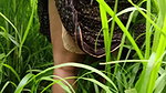 The desi daughter-in-law of the village is taking off her clothes in the millet field and showing her finger in her pussy to her father-in-law