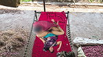The Owner’s Wife Was Openly Feeding on the Cot in the Soft Buffalo Stable 2