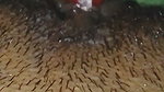 Desi College Student Fuking with Gas Light. Super Sexy Desi Girl Fingering Video