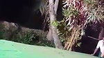 Telugu Recording nude Dance Group 38
