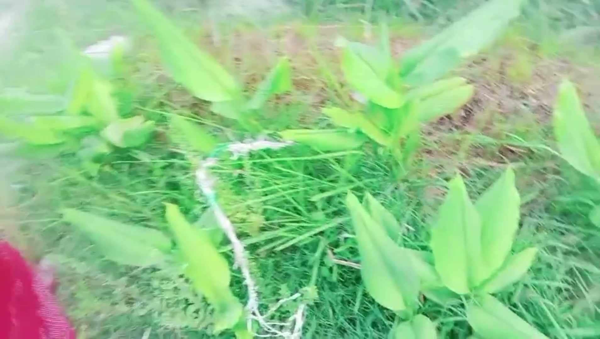 Frame 1
