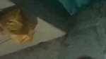 The Man Pours Water From the Jug Into the Pot at His Stepmother’s House