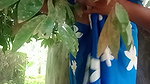 Indian Girl Cam Video Call