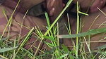 Fucking gf in garden after party cum in pussy (2) 1