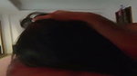 Horny GF GIving a Blowjob & Fucking in Missionary & Doggy updates (2) 1