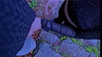 Pankhurikunaal new videos_1