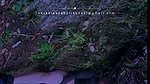 Pankhurikunaal new videos_1
