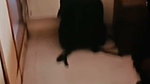 BEAUTIFUL BIGASS MAAL WIFE GIVING BLOWJOB & HARD FUCKING ( UPDATES 6 CLIPS ) (2) 3