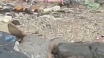 Lovers Fucking outdoor capture 1