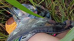 In outdoor open field corn