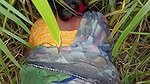 In outdoor open field corn