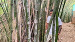 ANAL SEX IN THE WOODS Kitty DJ’s GIANT ASS has no limits outdoors