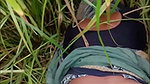 Stepsister’s beautiful young big ass