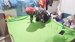 Hot desi Chut ki chudai with romantic padosi bhabhi