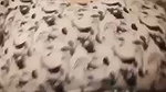 Sexy Figure Bigboob Beautiful Village Bhabi Showing & Fingering updates 10