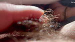 Hairy pussy