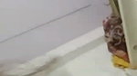 rani