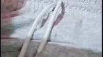 butterfly Chamet video