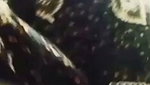 jem khan Chamet video