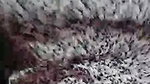 mehu Chamet video