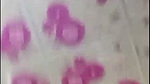 pam corta chun Chamet video