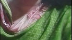 tor nasai pagul Chamet video