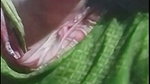 tor pama matar Chamet video