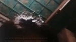 cute meye Chamet video