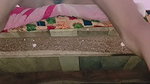 Village Wali Bhabhi’s pussy chod chod kar bhosra kar di 9 inch thick cock se
