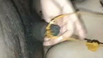 Beautiful BigBoobs Mallu Bhabhi Giving Blowjob & Riding Cock ~ 4 CLIPS 4