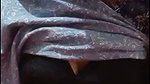 oise Chamet private call
