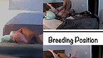 Bull pounds and breeds my married pussy (2