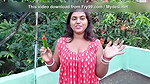 Apne he stepsister ki friend ko virgin pussy fuck kiya or pussy ros nikal kar jiv se chata,gud ki ros pilaya