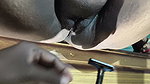 Cut the hair of sister-in-law’s pussy and fucked her a lot